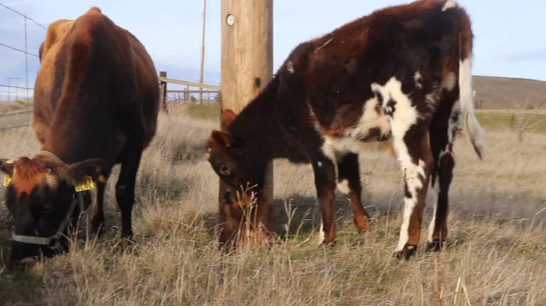 A Calf Scratching His Head